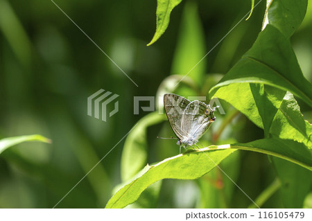 Midorishigimi Midorishigimi 116105479