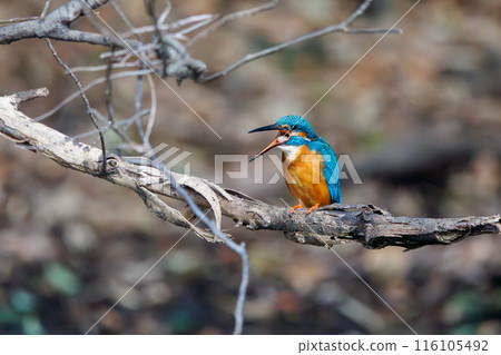 A cute kingfisher (Alcedinidae) coughing up pellets at Koishikawa Botanical Garden, Bunkyo-ku, Tokyo, Japan. A cute kingfisher (Alcedinidae) coughing up pellets at Koishikawa Botanical Garden, Bunkyo-ku, Tokyo, Japan. 116105492