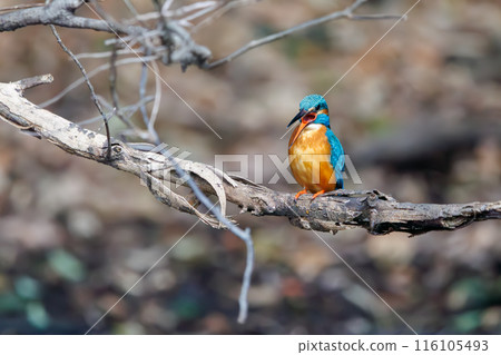 可愛的翠鳥(翠鳥科),會吐出顆粒(未消化的物質)。 日本東京文京區小石川植物園 可愛的翠鳥(翠鳥科),會吐出顆粒(未消化的物質)。 日本東京文京區小石川植物園 116105493