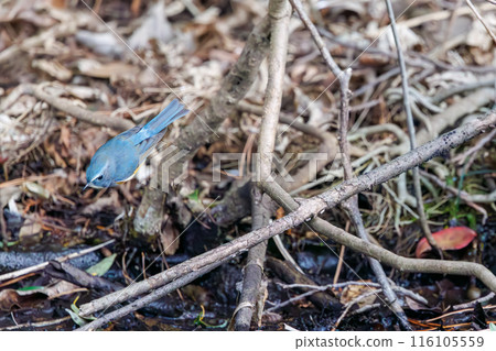 可愛的藍鶲（flycatcher）是一隻快樂的藍色小鳥，拍動翅膀飛走。  日本東京文京區小石川植物園 116105559
