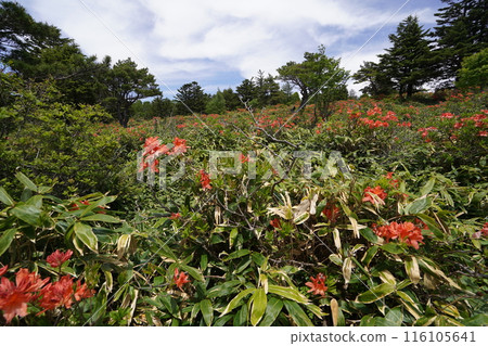 2024年6月15日,Gomiike Hafu Kogen自然公園的Rengetsu杜鵑花,靠近從Azumaya到Hafu Kogen的山路 2024年6月15日,Gomiike Hafu Kogen自然公園的Rengetsu杜鵑花,靠近從Azumaya到Hafu Kogen的山路 116105641
