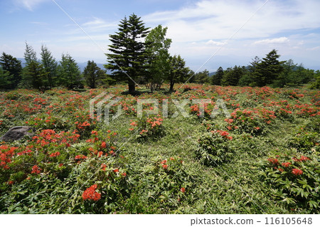 Renge azalea at Gomiike Hafu Plateau Nature Park, near the hiking trail from the gazebo to Hafu Plateau, June 15, 2024 116105648