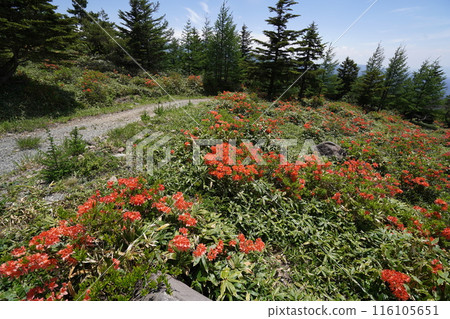 2024 年 6 月 15 日,Hafu Kogen 附近的 Gomiike Hafu Kogen 自然公園的 Rengetsu 杜鵑花 2024 年 6 月 15 日,Hafu Kogen 附近的 Gomiike Hafu Kogen 自然公園的 Rengetsu 杜鵑花 116105651