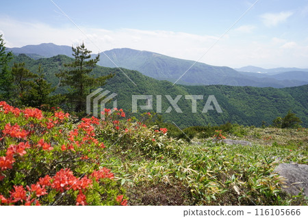 五美池哈風高原自然公園的蓮月杜鵑花,靠近哈風高原草地 2024 年 6 月 15 日 五美池哈風高原自然公園的蓮月杜鵑花,靠近哈風高原草地 2024 年 6 月 15 日 116105666