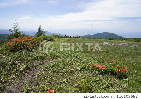 Renge azaleas at Gomiike Hafu Plateau Nature Park, near the pastures of Hafu Plateau, June 15, 2024 116105668