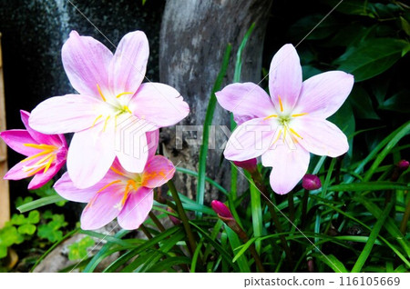 Cute pink imitation saffron 116105669