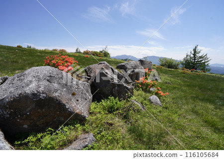Renge azaleas at Gomiike Hafu Plateau Nature Park, near the pastures of Hafu Plateau, June 15, 2024 116105684