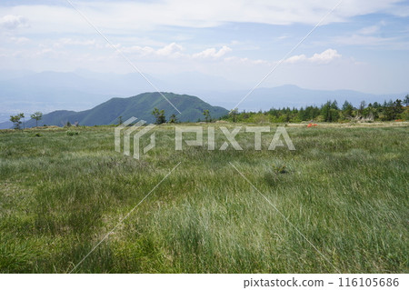 五美池哈風高原自然公園的蓮月杜鵑花,靠近哈風高原草地 2024 年 6 月 15 日 五美池哈風高原自然公園的蓮月杜鵑花,靠近哈風高原草地 2024 年 6 月 15 日 116105686