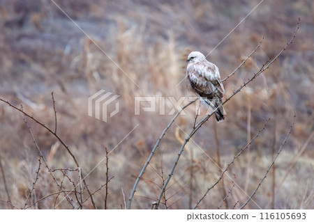 A beautiful Rough-legged Hawk (Accipitridae) resting on a branch in a reed bed. On the Tone River riverbed, Gunma Prefecture, Japan. Photo taken in February 2024. 116105693