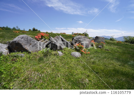 Renge azaleas at Gomiike Hafu Plateau Nature Park, near the pastures of Hafu Plateau, June 15, 2024 116105779