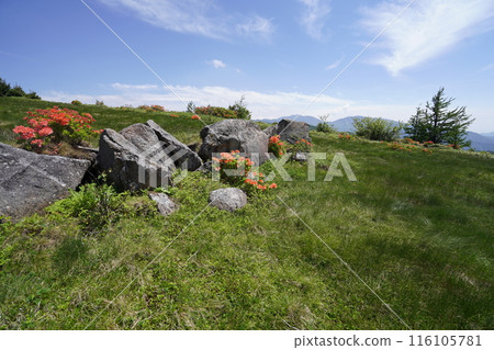 Renge azaleas at Gomiike Hafu Plateau Nature Park, near the pastures of Hafu Plateau, June 15, 2024 116105781