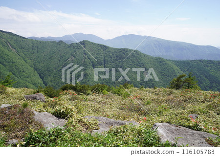 五美池哈風高原自然公園的蓮月杜鵑花,靠近哈風高原草地 2024 年 6 月 15 日 五美池哈風高原自然公園的蓮月杜鵑花,靠近哈風高原草地 2024 年 6 月 15 日 116105783