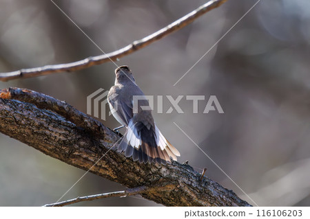 A cute, protruding tail of a Western Flycatcher (Flycatcher family). At Matsubushi Green Hill Park, Kitakatsushika District, Saitama Prefecture, Japan. A cute, protruding tail of a Western Flycatcher (Flycatcher family). At Matsubushi Green Hill Park, Kitakatsushika District, Saitama Prefecture, Japan. 116106203