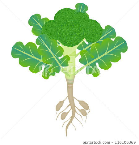 Broccoli plant with roots on a white background. 116106369