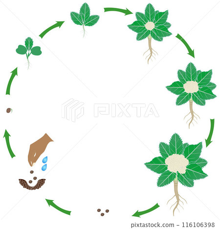 Life cycle of cauliflower plant on a white background. Life cycle of cauliflower plant on a white background. 116106398