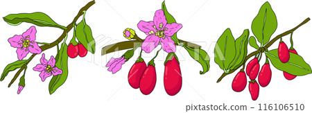 Hand drawn Goji berries. Colored vector Superfood berry element Hand drawn Goji berries. Colored vector Superfood berry element 116106510