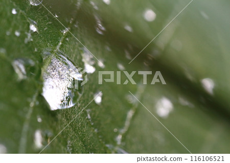 Drops of water on kudzu leaves during the rainy season 116106521