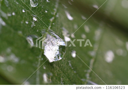 雨季葛葉上的水滴 雨季葛葉上的水滴 116106523
