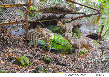 丹澤大山的野鹿 116106572