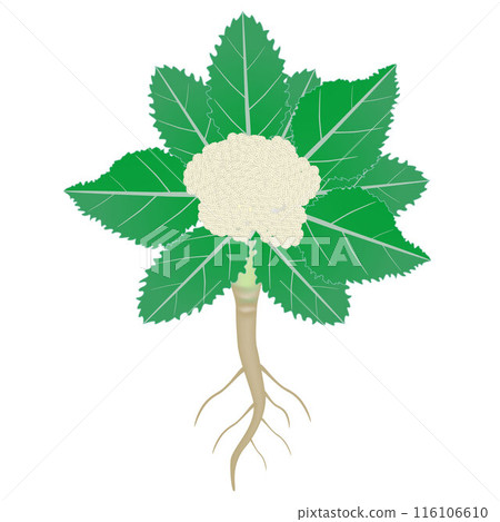 Cauliflower plant with roots isolated on white background. Cauliflower plant with roots isolated on white background. 116106610