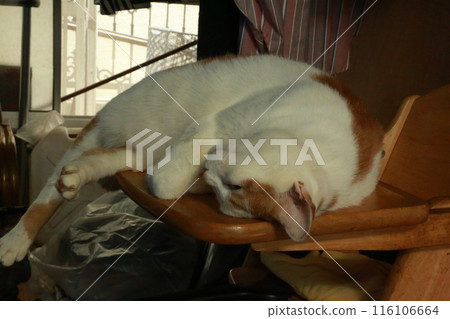 House cat House cat 116106664