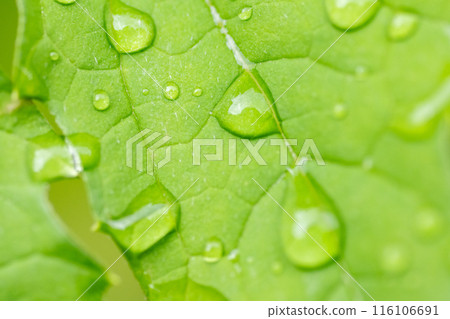 Raindrops on bitter gourd leaves 116106691