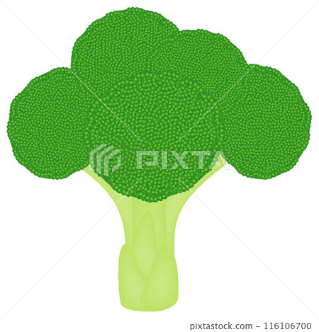 Fresh broccoli isolated on a white background side view. 116106700