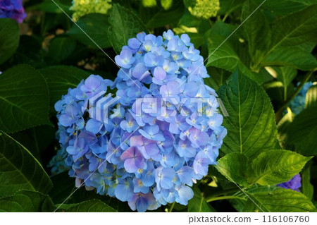 初夏的新綠中，藍色繡球花靜靜綻放 116106760