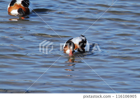Arao City Coast: Common Shelduck, Arao City Coast: Common Shelduck, 116106905