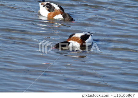 Arao City Coast: Common Shelduck, 116106907
