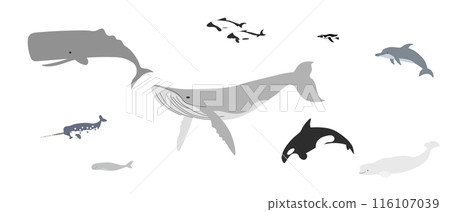 Whale Set 116107039