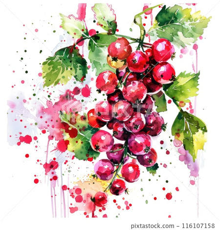 Evocative watercolor artwork of red currant berries, complete with splatters 116107158