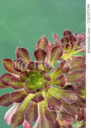 Flower Aeonium Schwarzkopf succulent. Leaves plant. Flower Aeonium Schwarzkopf succulent. Leaves plant. 116107244