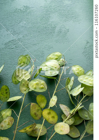 Green leafy background. Lunaria leaves. Dried flower plant. 116107260