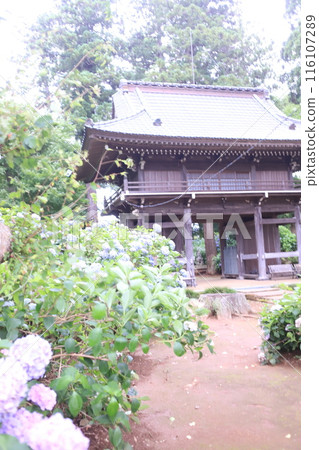 Hydrangea Temple, Ichihara City 116107289