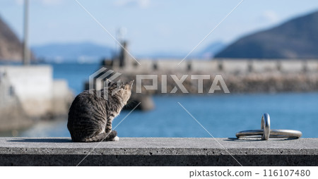 貓咪在路堤上放鬆 貓咪在路堤上放鬆 116107480