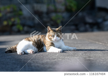 A cat relaxing on the street 116107484