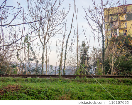 railway and forest belt. Railway in the city. 116107665