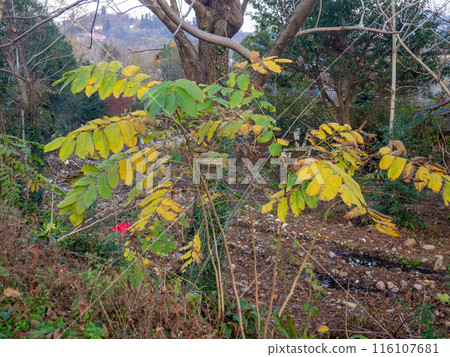 Yellow leaves in the south. Autumn in colors. Yellow leaves in the south. Autumn in colors. 116107681