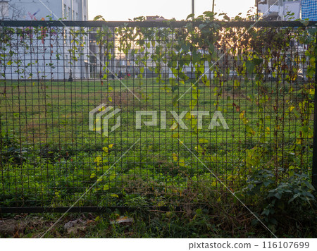 Thick wire fence in ivy. Human and nature. Mesh in ivy. 116107699