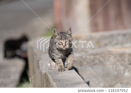 Walking kitten, brown tabby cat Walking kitten, brown tabby cat 116107952