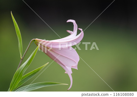 莎莎尤里 116108080