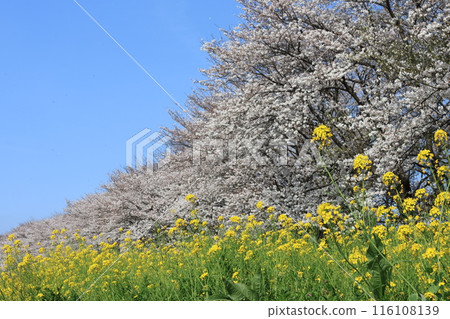 Scenery of Yoshimi Sakura Tsutsumi Park in Hiki District, Saitama Prefecture 116108139