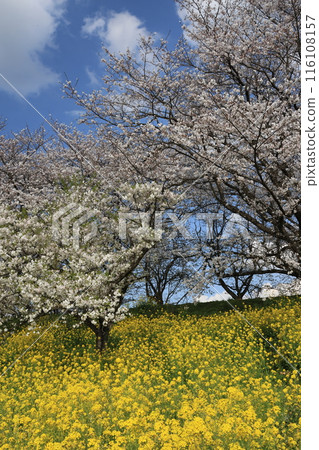 埼玉縣比企郡吉見櫻堤公園風景 116108157