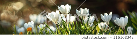 Vibrant Spring Flower Bloom in Sunlit Garden 116108342