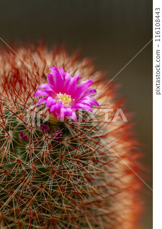 Cactus flower 116108443