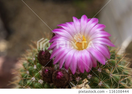 Cactus flower Cactus flower 116108444
