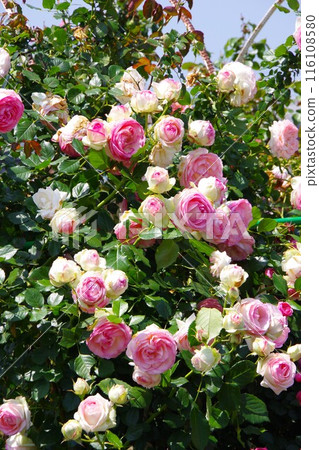 Roses in full bloom Roses in full bloom 116108580