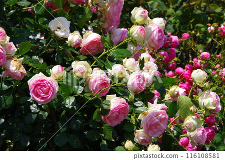 Roses in full bloom 116108581