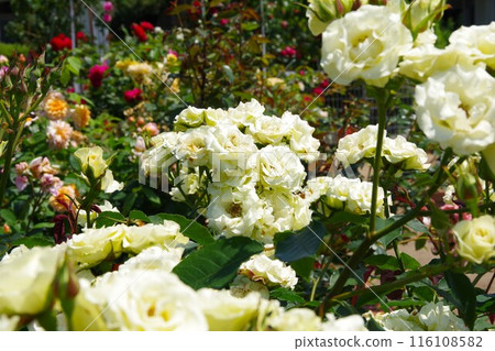 Rose garden image Rose garden image 116108582